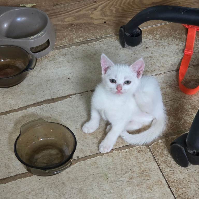 White British Shorthair x Kittens 