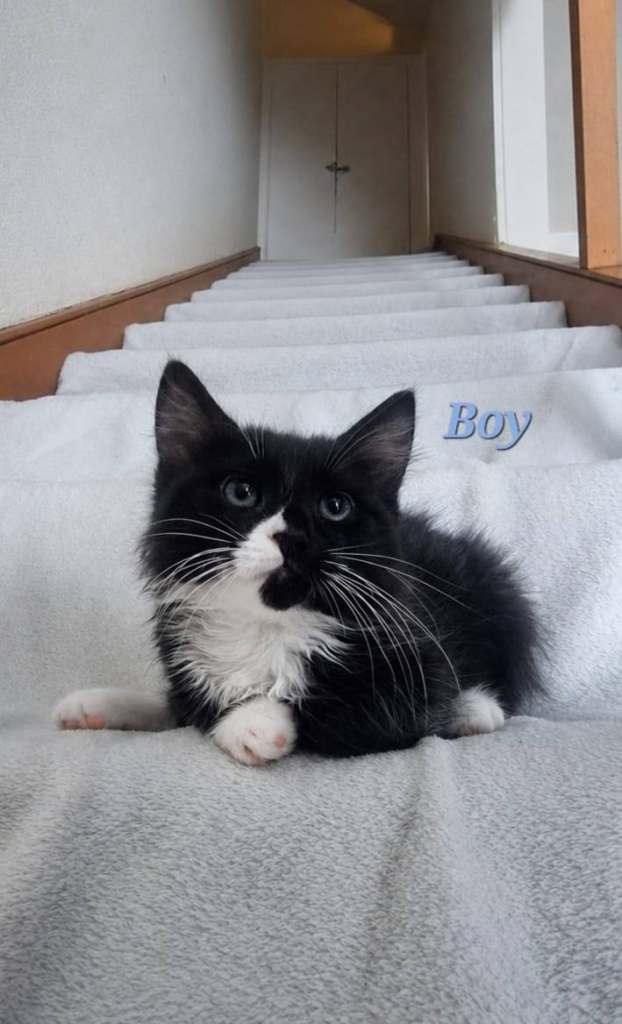 Ragdoll kittens for sale