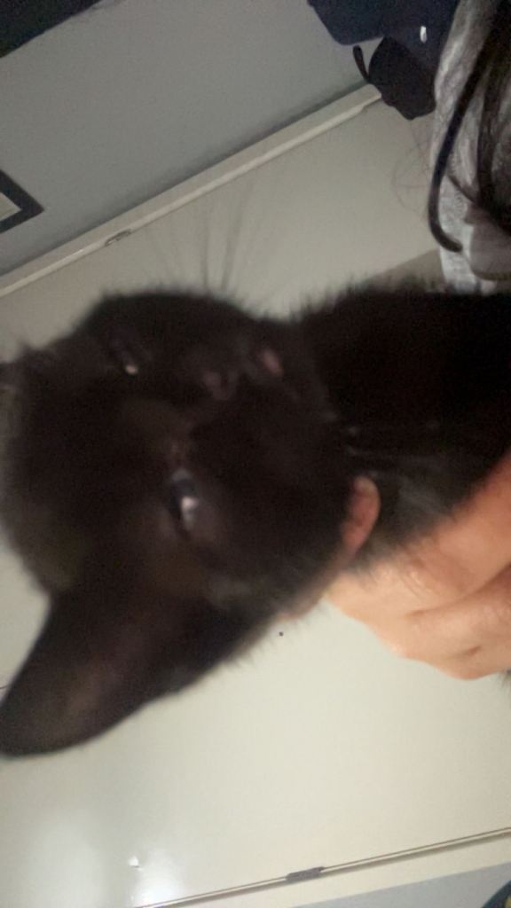 Black male kitten for sale 