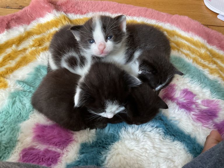 Kittens 