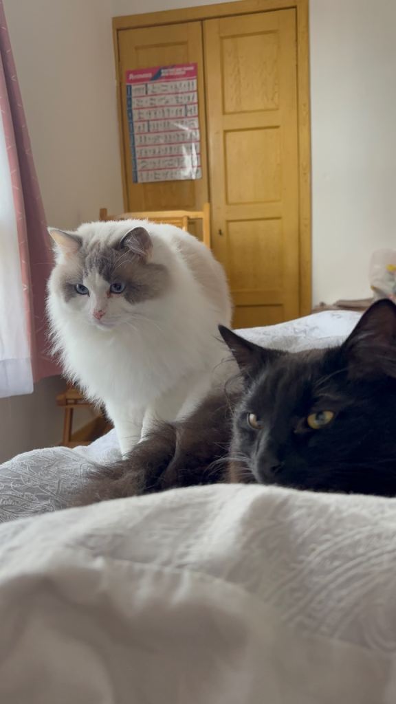 Ragdoll & black cat 