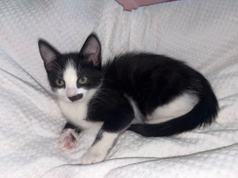 3 month old kitten MALE