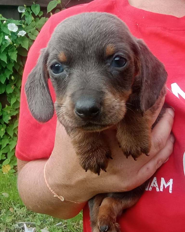 Miniature Dachshund one left blue boy