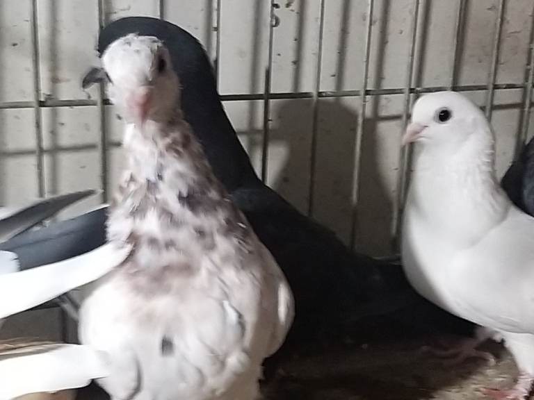 5 Pigeons for sale 