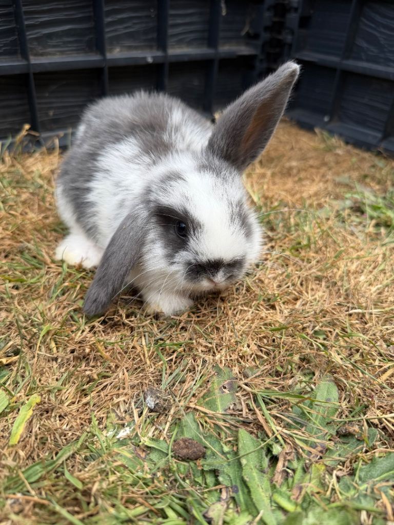 Lop Eared Bunnies For Sale 