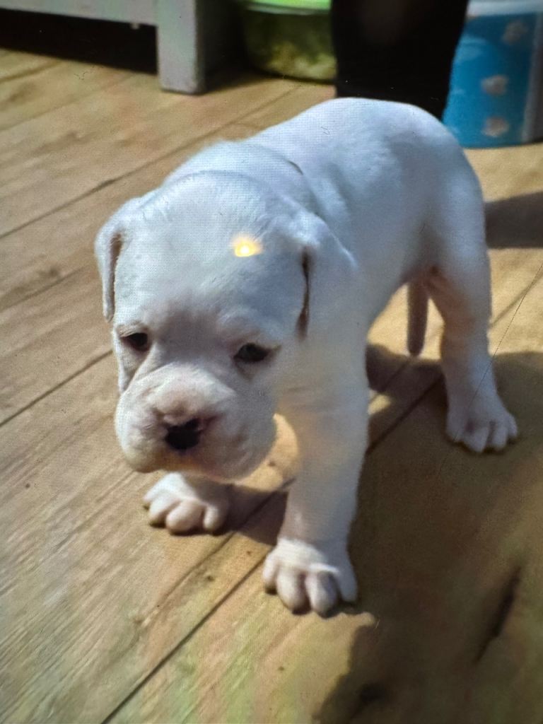 Beautiful boxer puppy 