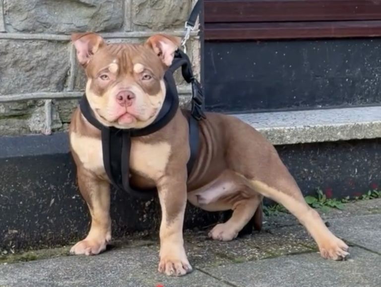 American bully Pocket