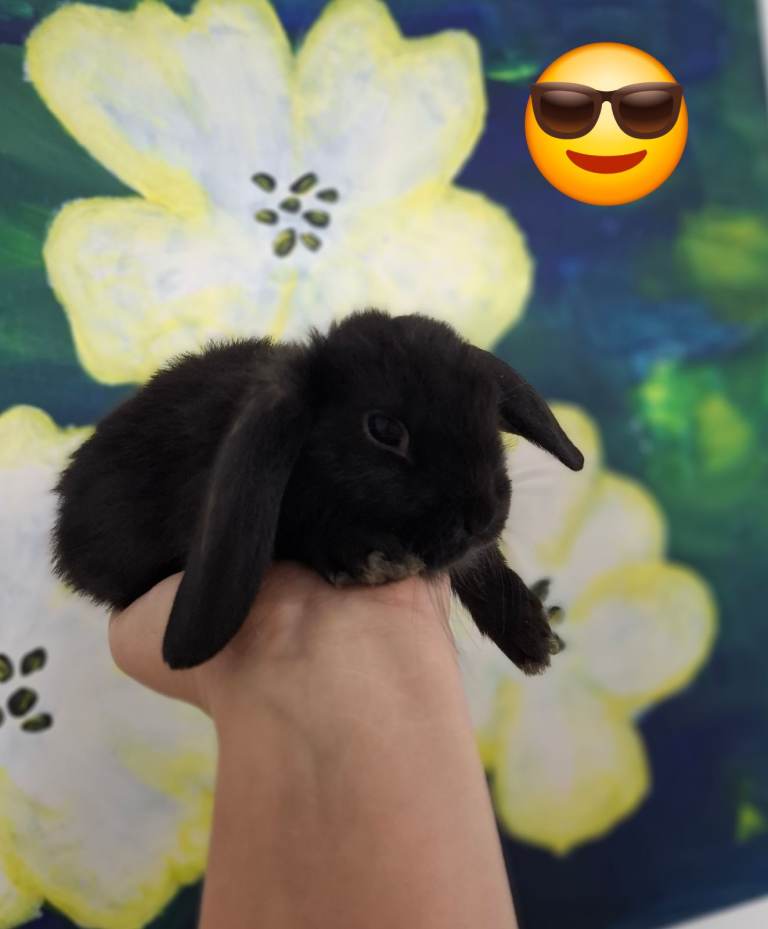 Mini lop Bunnies £70 each 