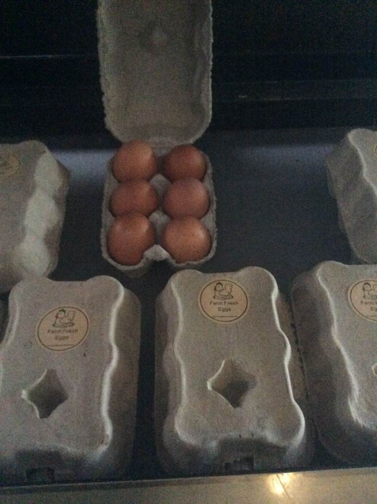 Hatching eggs, hybrid cross chickens.