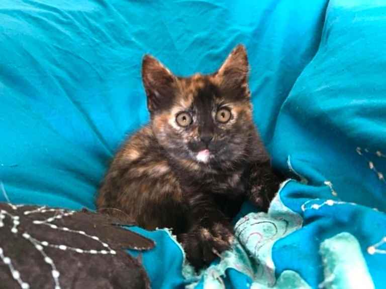 Kittens for Sale