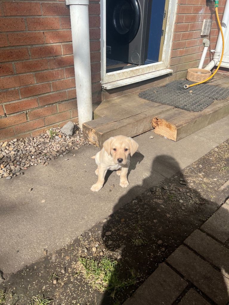 Kc registered Labrador puppies