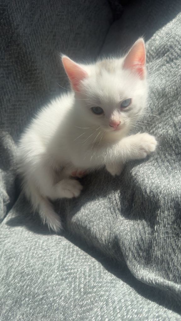 Male British short haired cross