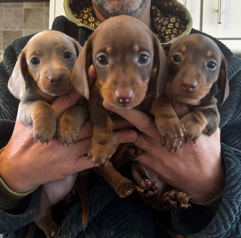 Miniature daschund pups kc reg 