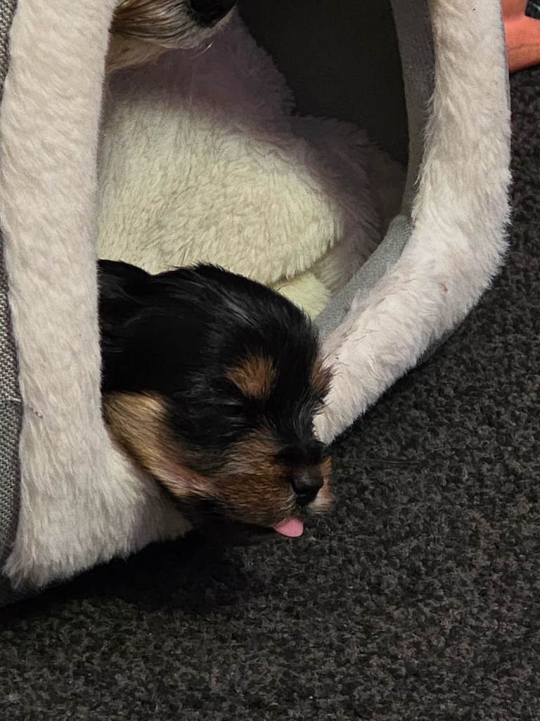 2 Male Yorkshire Terrier puppies in search for loving homes