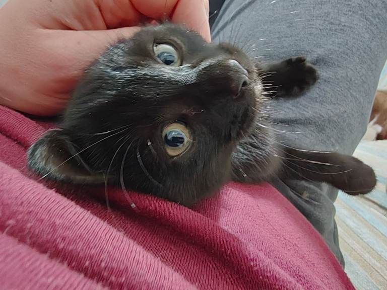 Kitten Available York (May 1st)