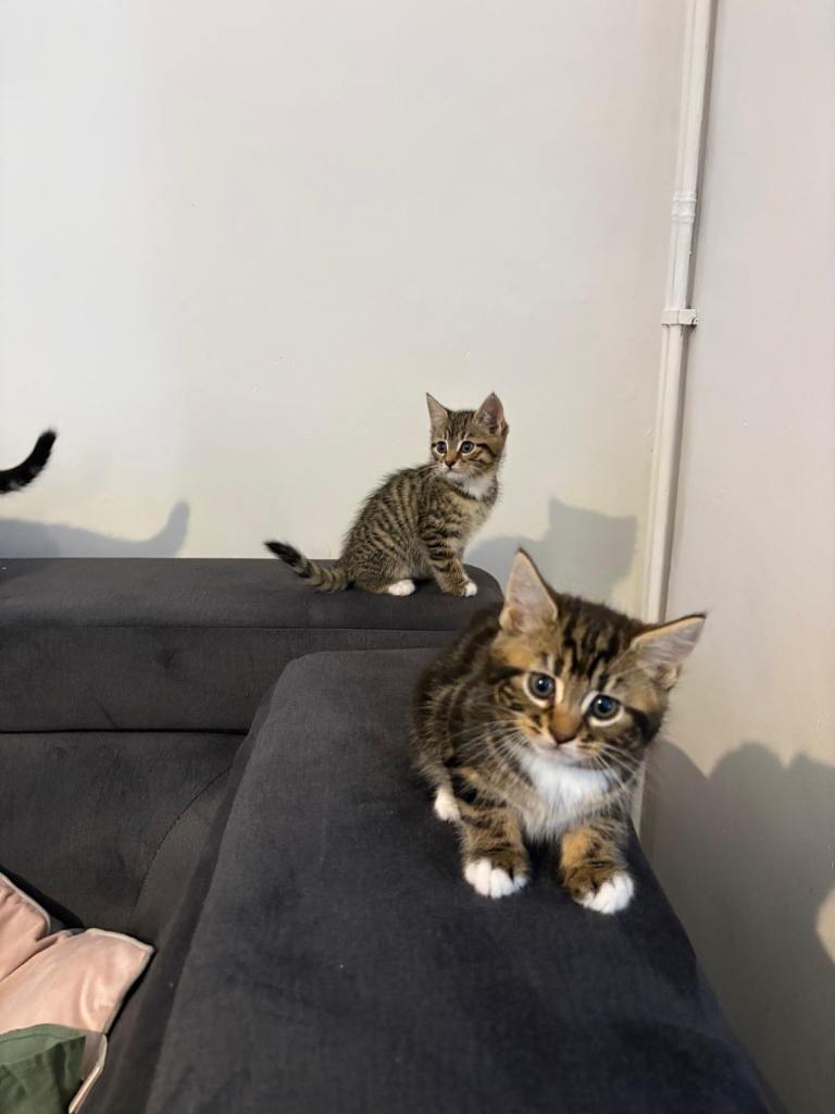 Beautiful tabby mixed maincoon