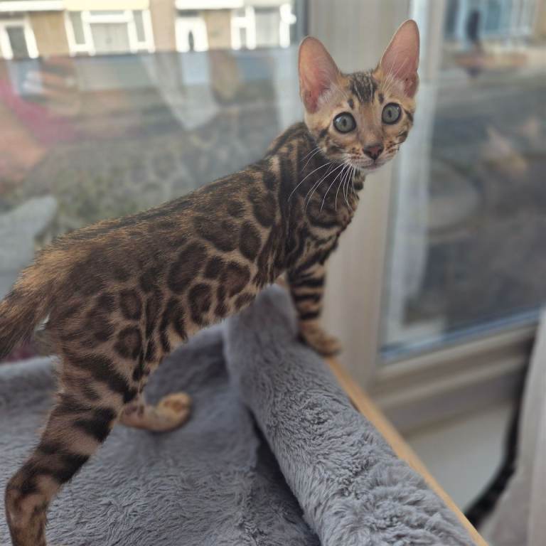 Bengal Girl Tica register