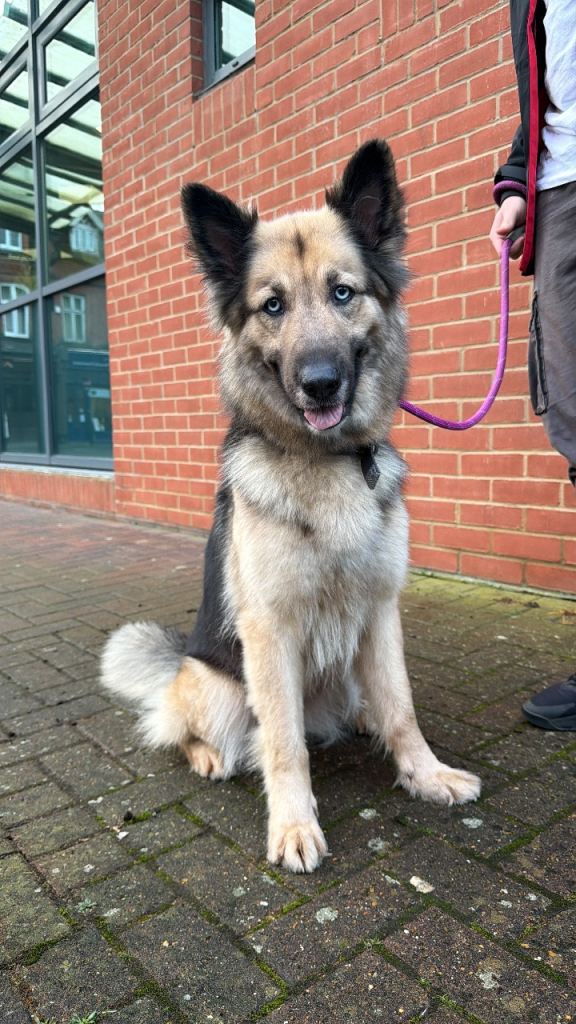 German shepherd female open to price offers