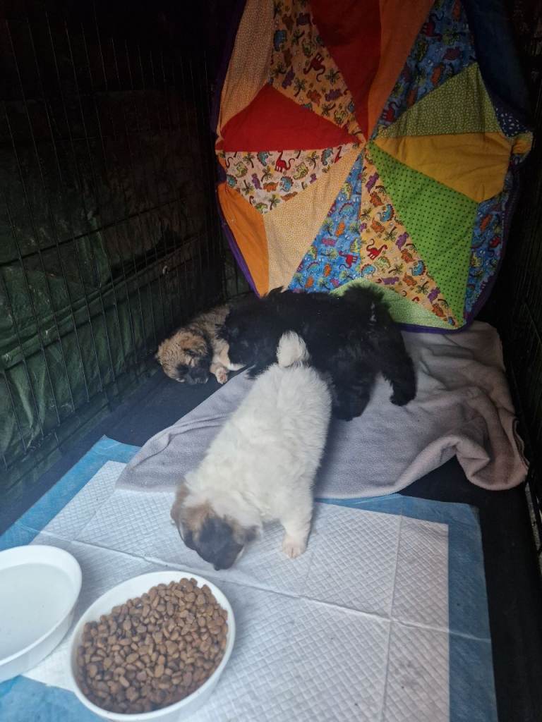 Puppy bichon havanesse male /female 