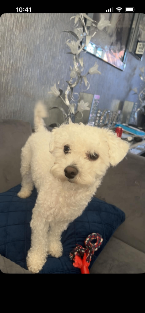 Male 1 year old bichion frise 