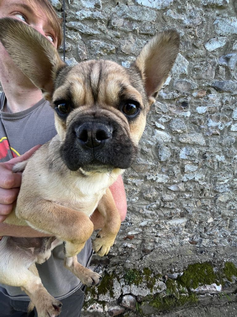 Beautiful French Bull Dog 