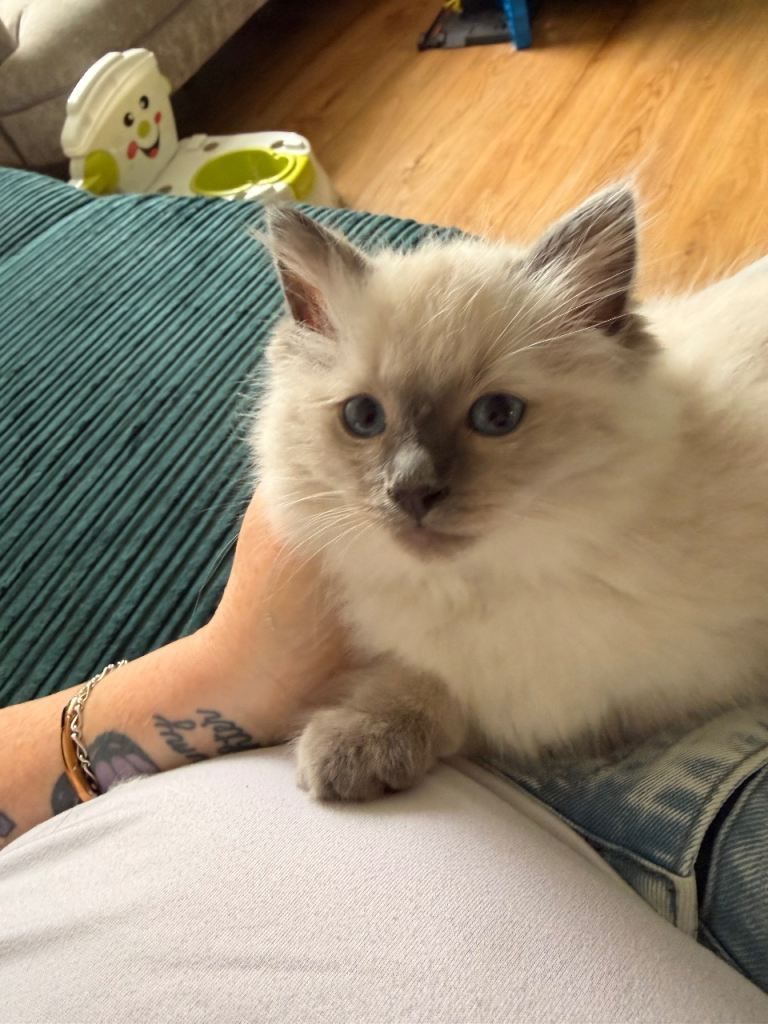 GCCF registered pedigree Ragdolls 