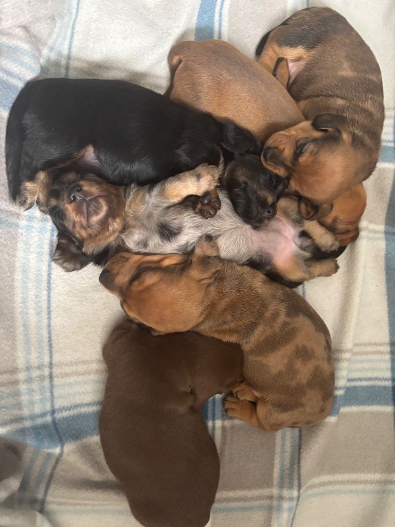 Miniature dachshund