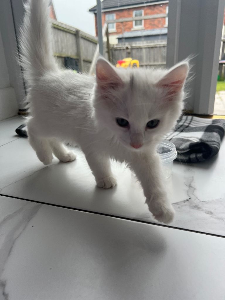 Beautiful long haired white kitten 