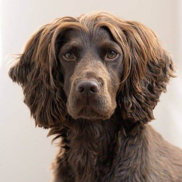 Sprocker spaniel looking for loving home 