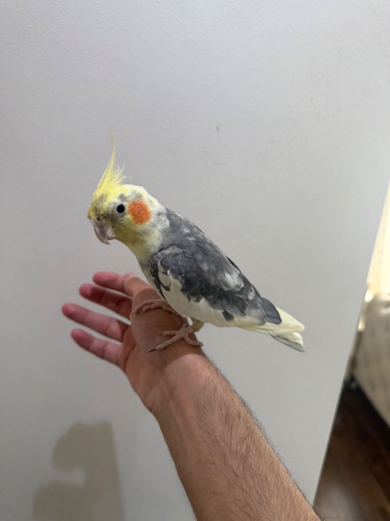 Beautiful cockatiels for sale. 