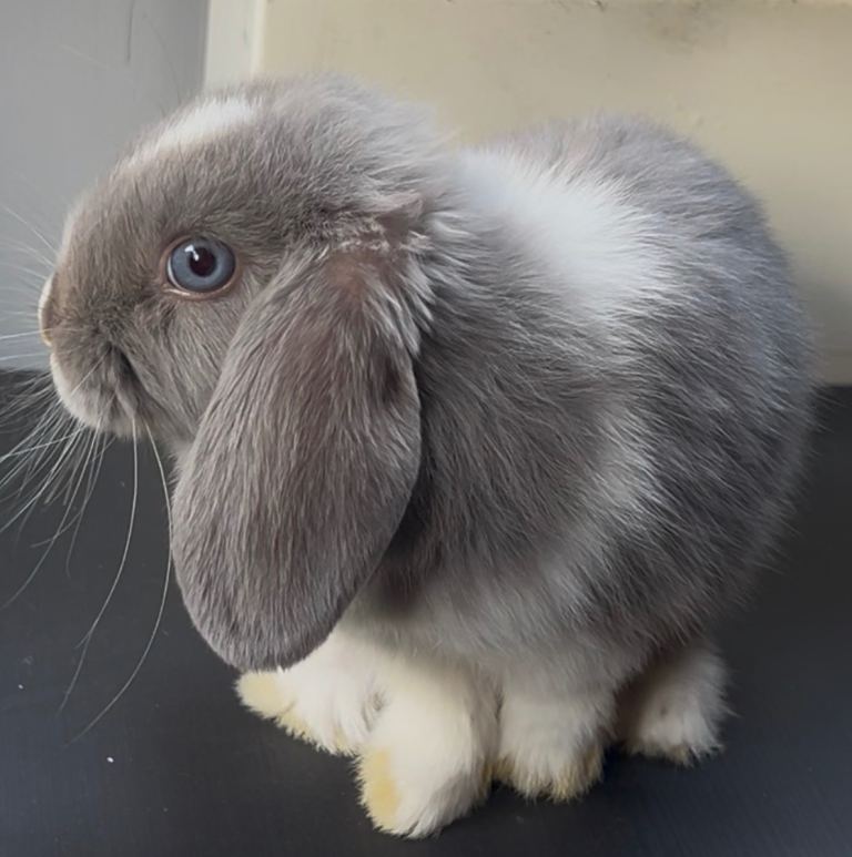 PureBred MiniLop Bunny in London