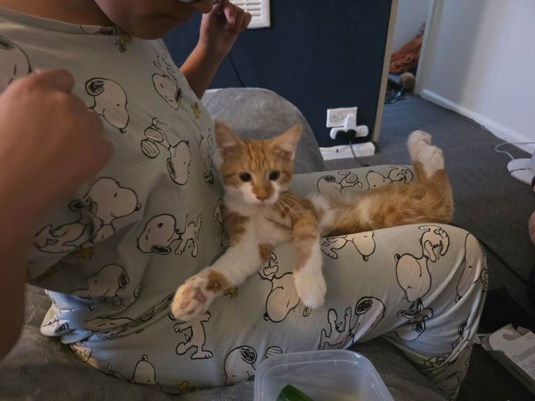 Male kitten
