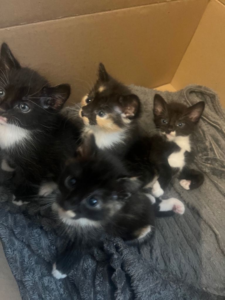 4 kittens 