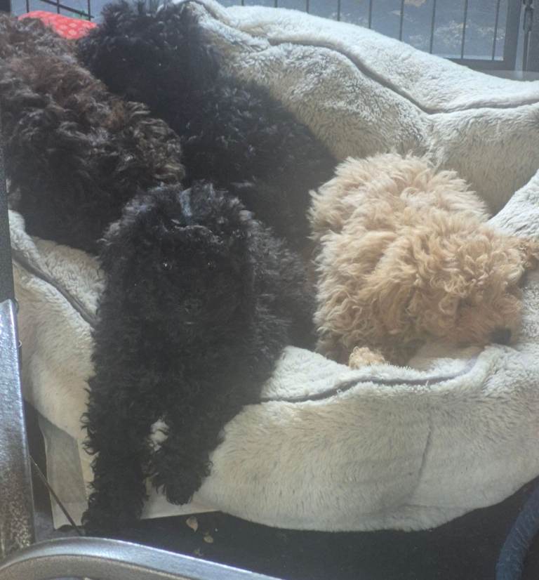 Miniture Poodle Puppies