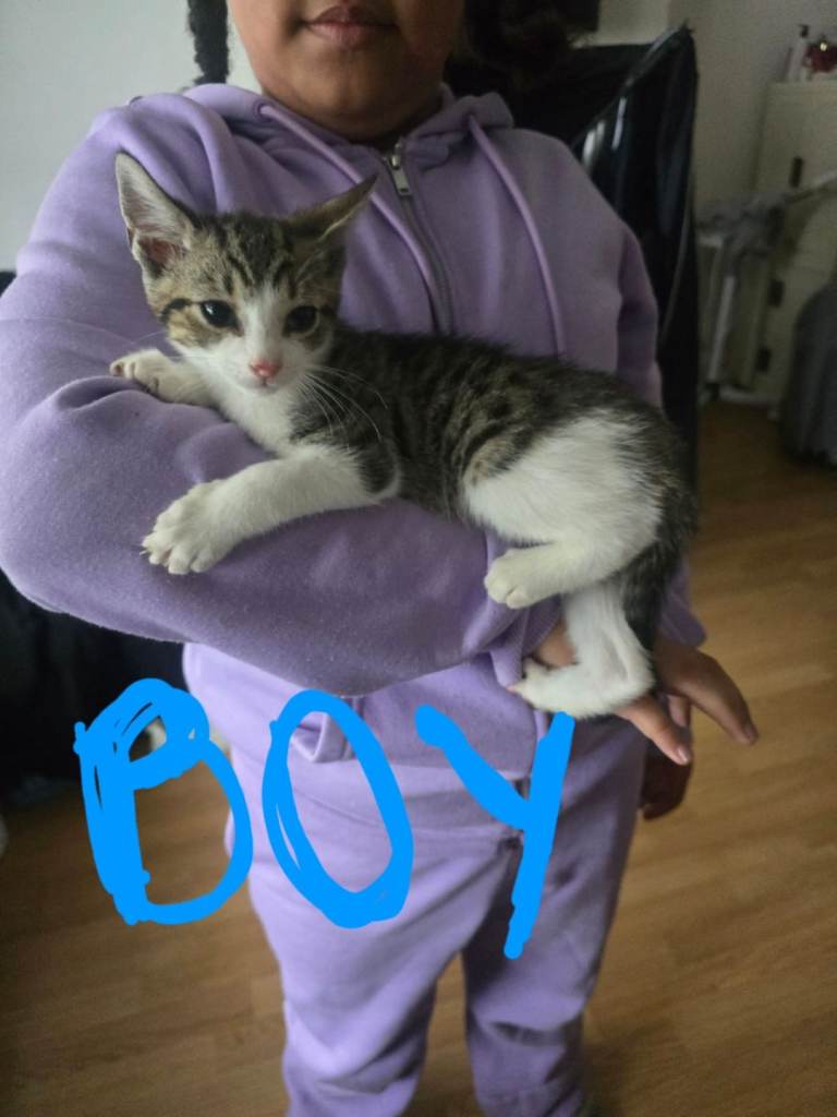 Kitten for Sale , last one