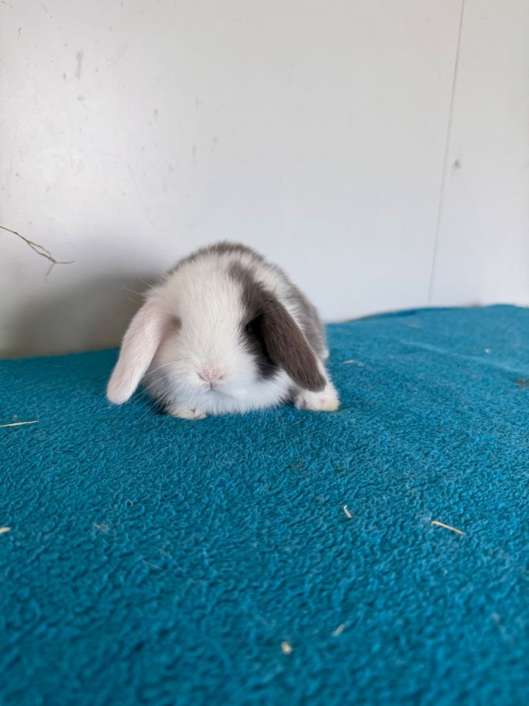 Beautiful pure mini lops to reserve 