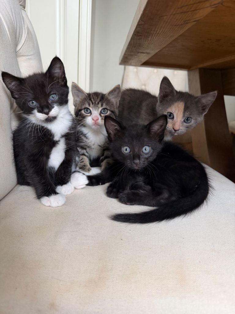 Kittens 