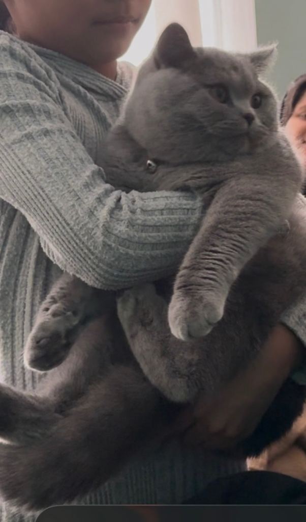 Adorable boy kitten for sale 