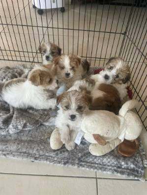 Shihtzu x jorkie puppies