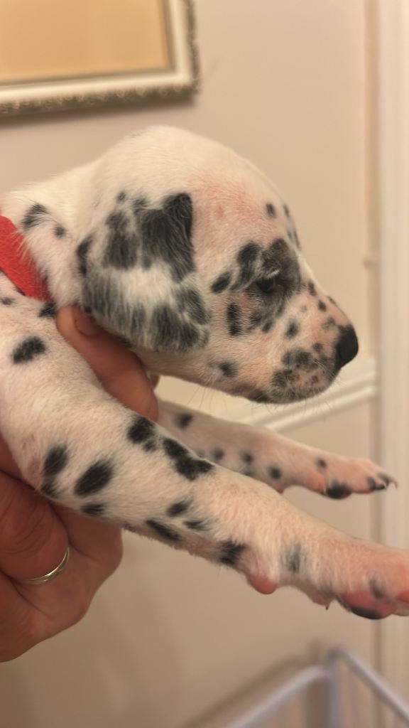 Dalmation puppy boys