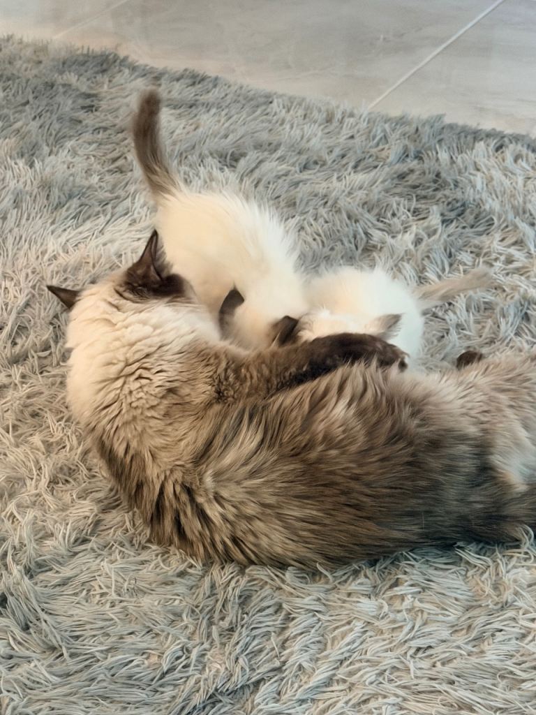 Full breed Ragdoll kittens 