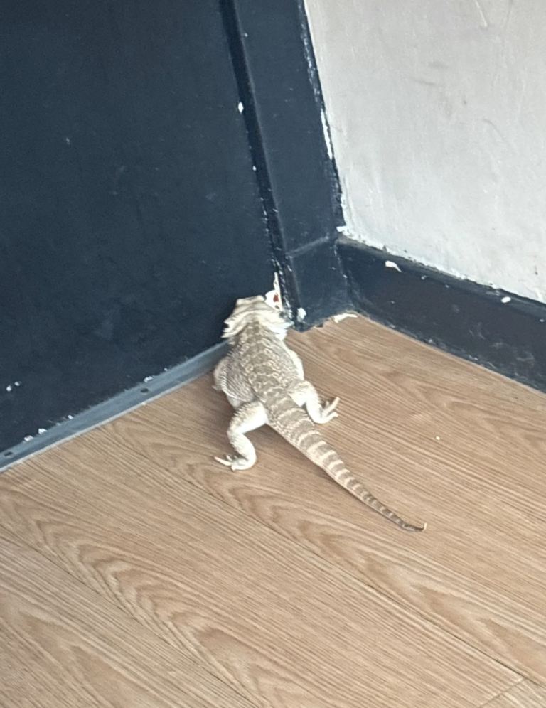 Bearded dragon 