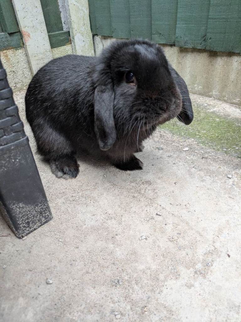 Male black/ brown rabbit mini lop