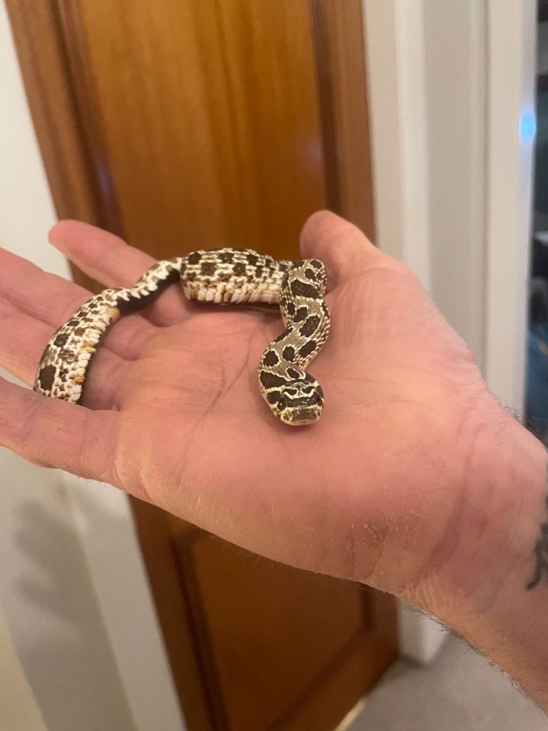 Red het Hognose and viv