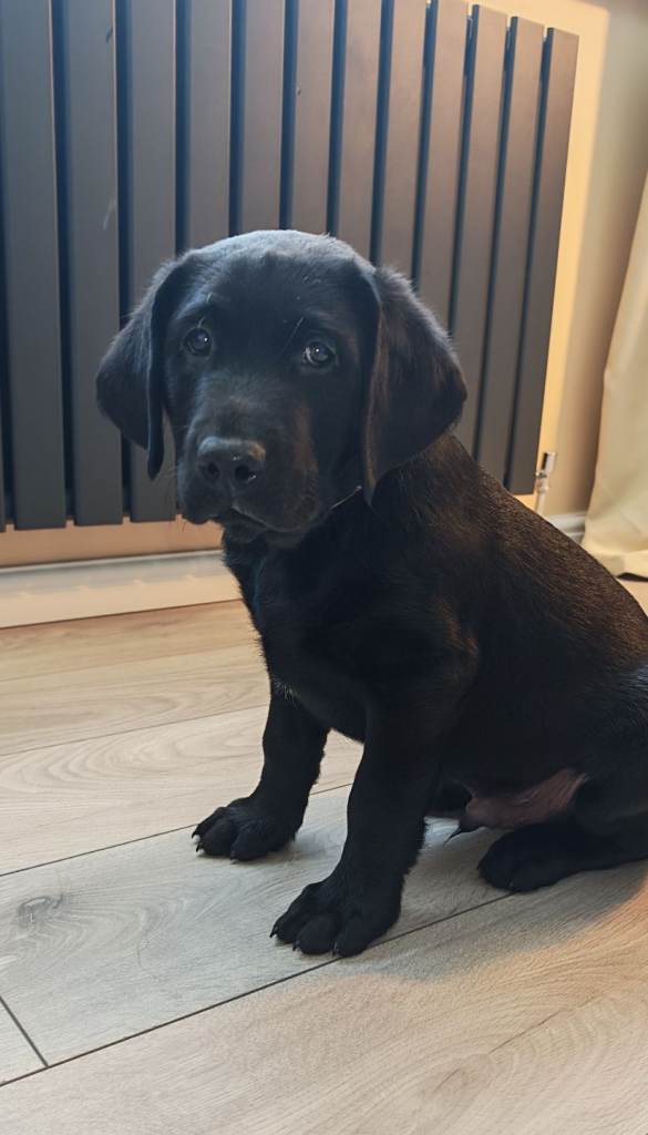 🐶 Only 1 Black Labrador Puppy Left 🐶