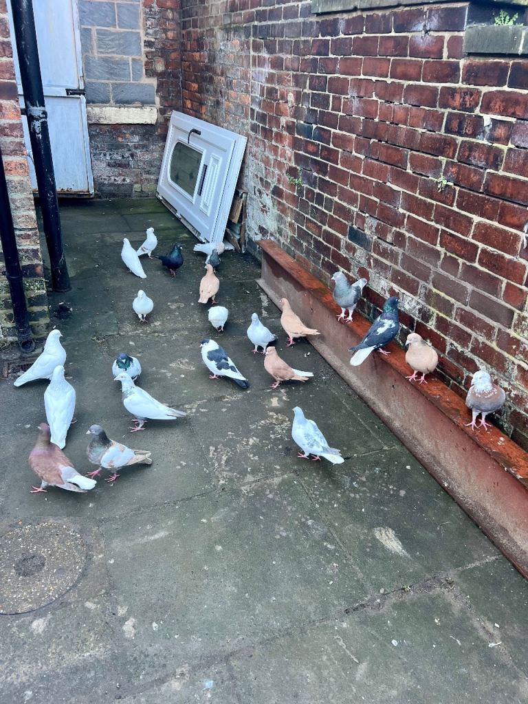Pigeons mix genders (Iranian &afghan & German)