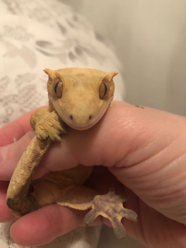 2x crested gecko lizards male & female & tank 