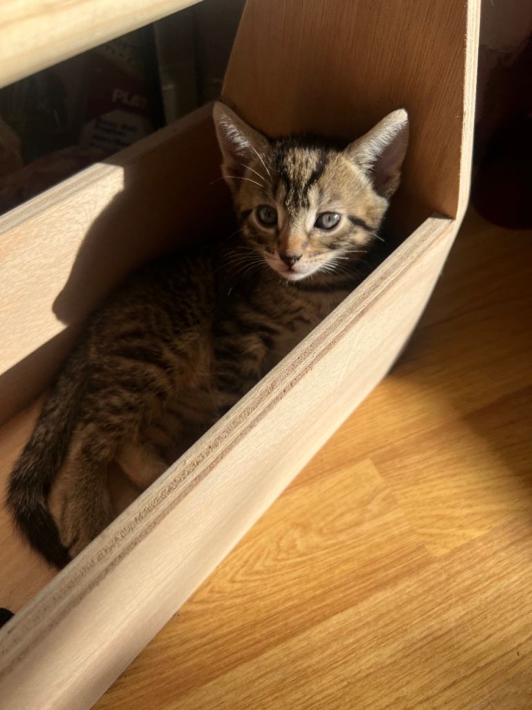 Kittens for sale 
