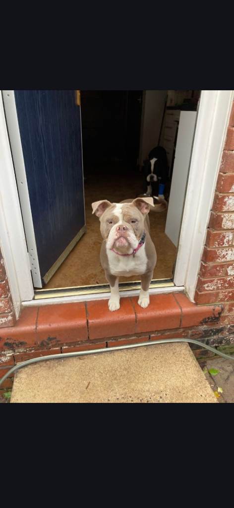 Odle english bulldogs 1girl 1boy