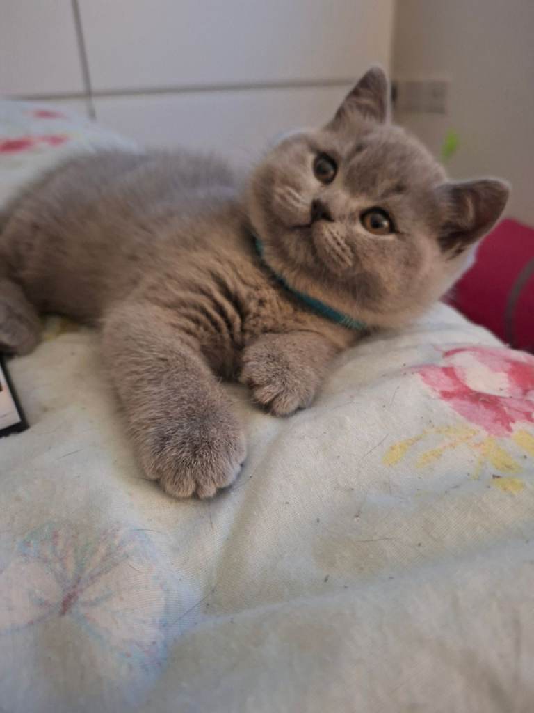 🌟 show quality 1 blue boy still available to reserve 🌟